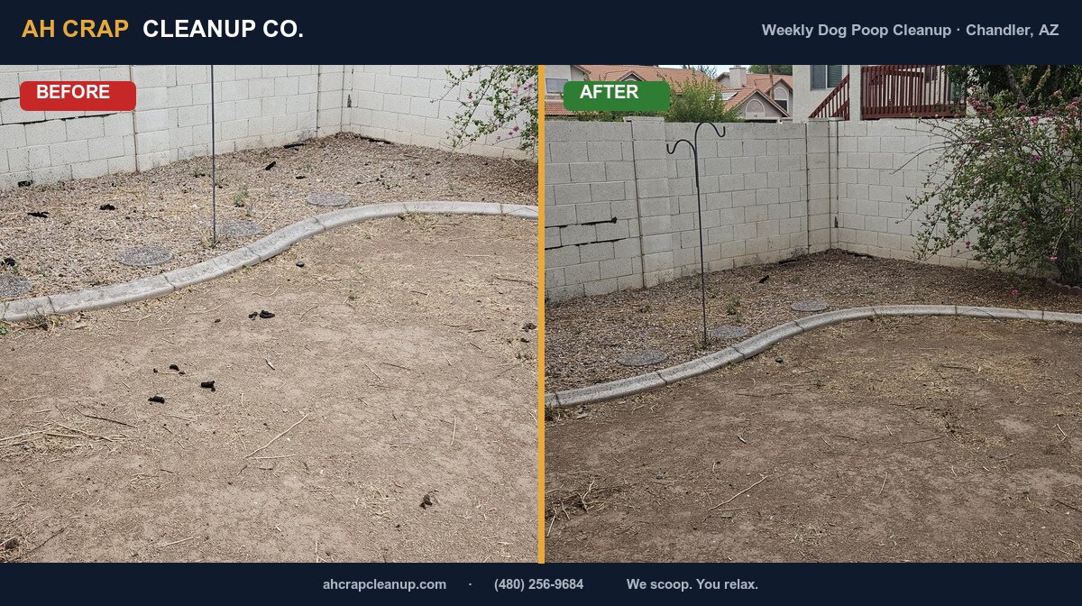 Before and after: weekly dog poop cleanup in a Chandler, AZ backyard — scattered dog waste fully scooped and hauled off